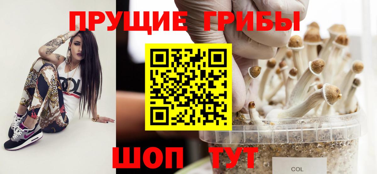 где найти   Вход с VPN  Заводоуковск  Псилоцибиновые грибы прущие грибы  Псилоцибиновые грибы мухоморы 
